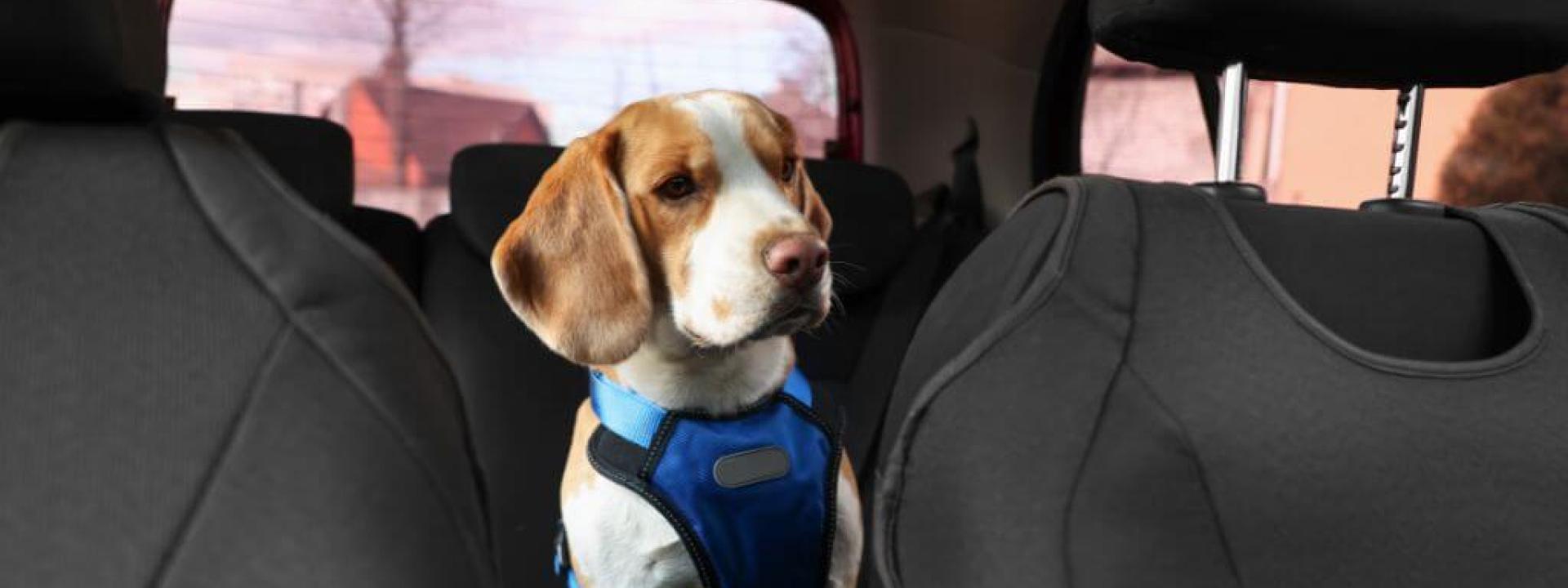 Dog in harness riding in car, at risk of pet in car accident