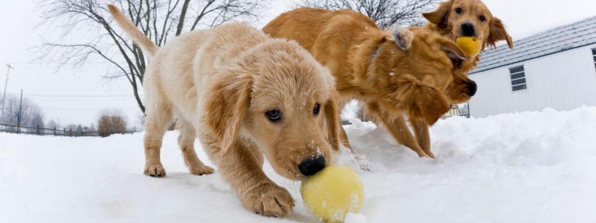 3 golden retrievers playing in the snow