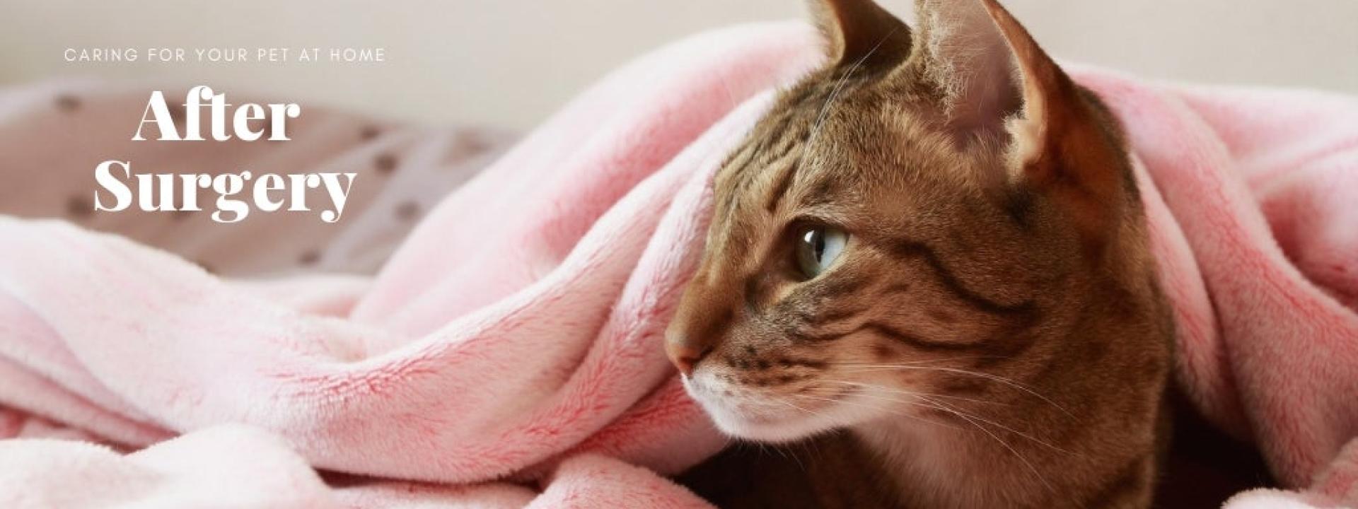 Photo of a cat resting while wrapped in blankets