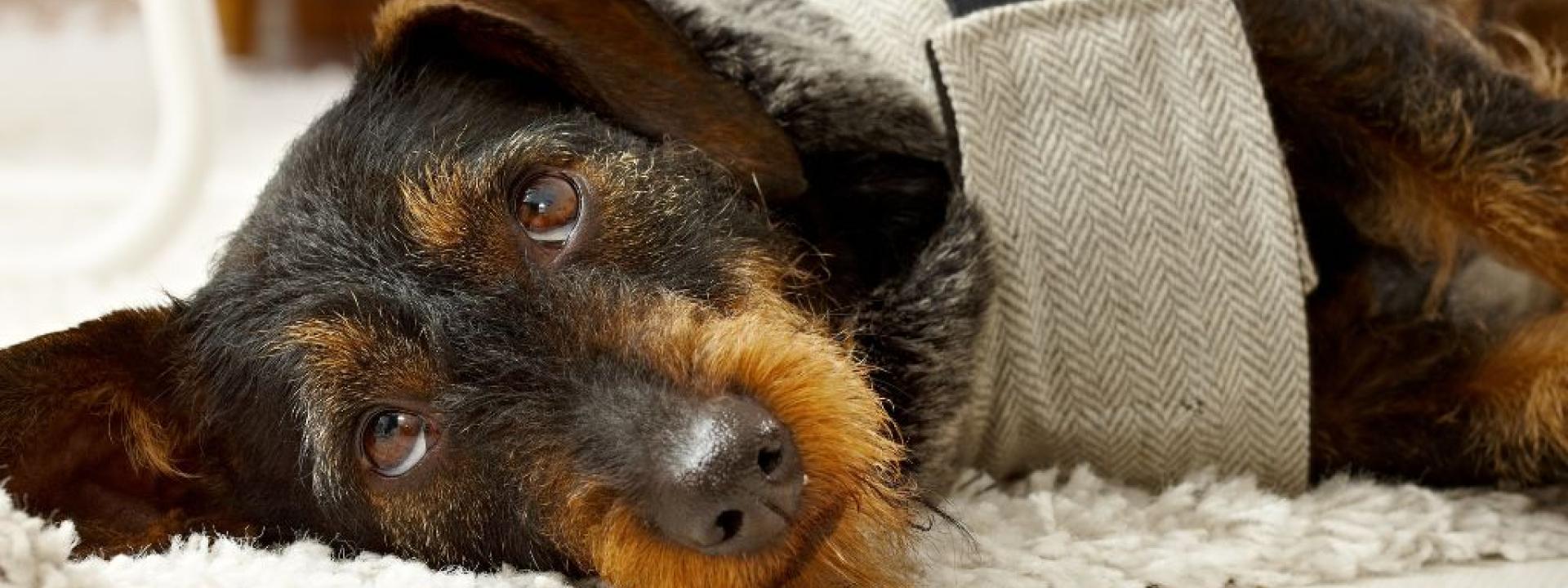 Wirehaired doxie looking at owner on floor.