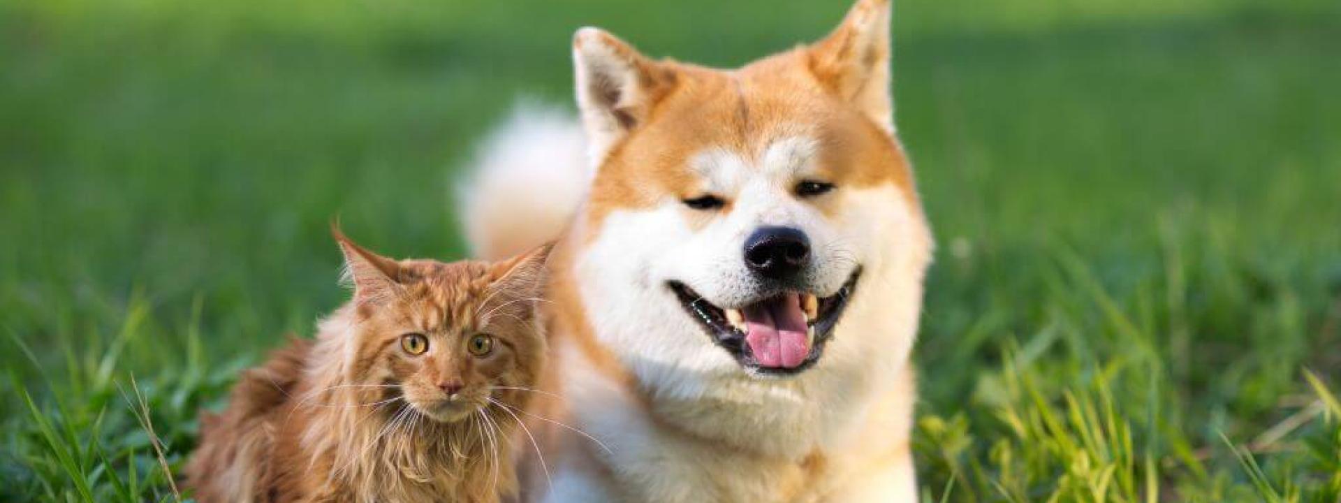 Orange cat and a Shiba Inu dog sitting in the grass together 