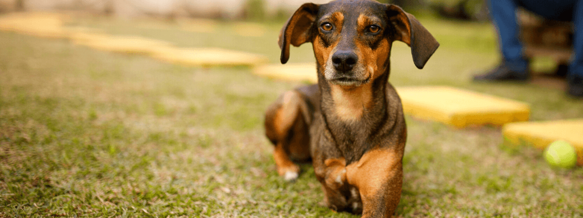 What to Look for in a Rug That Will Survive Your Dog - This Dogs Life