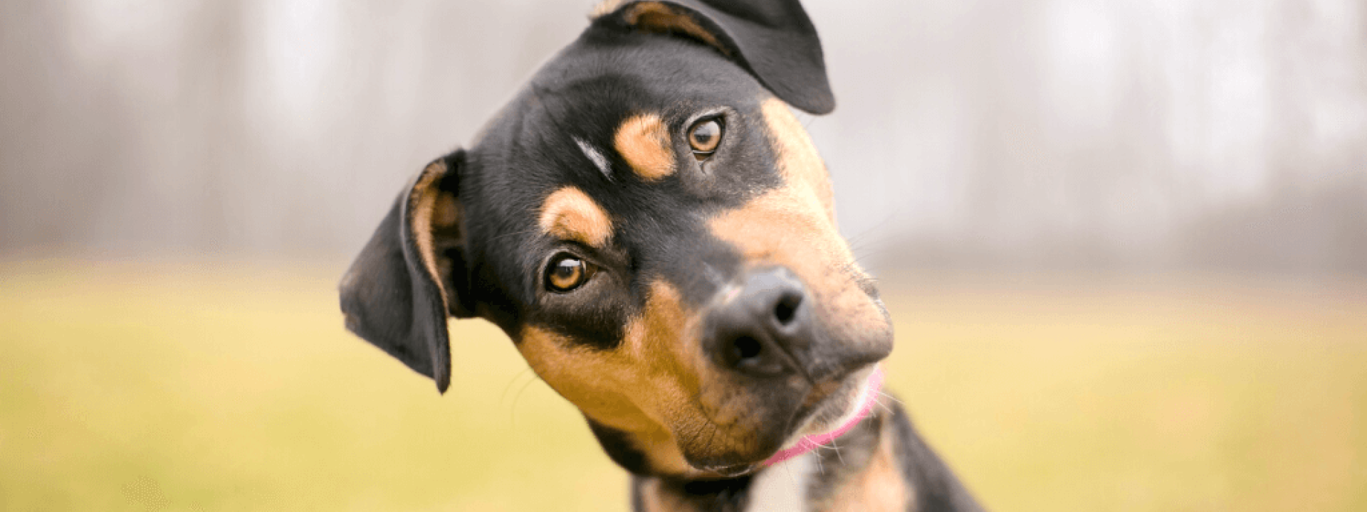 A tricolor mixed breed dog listening intently