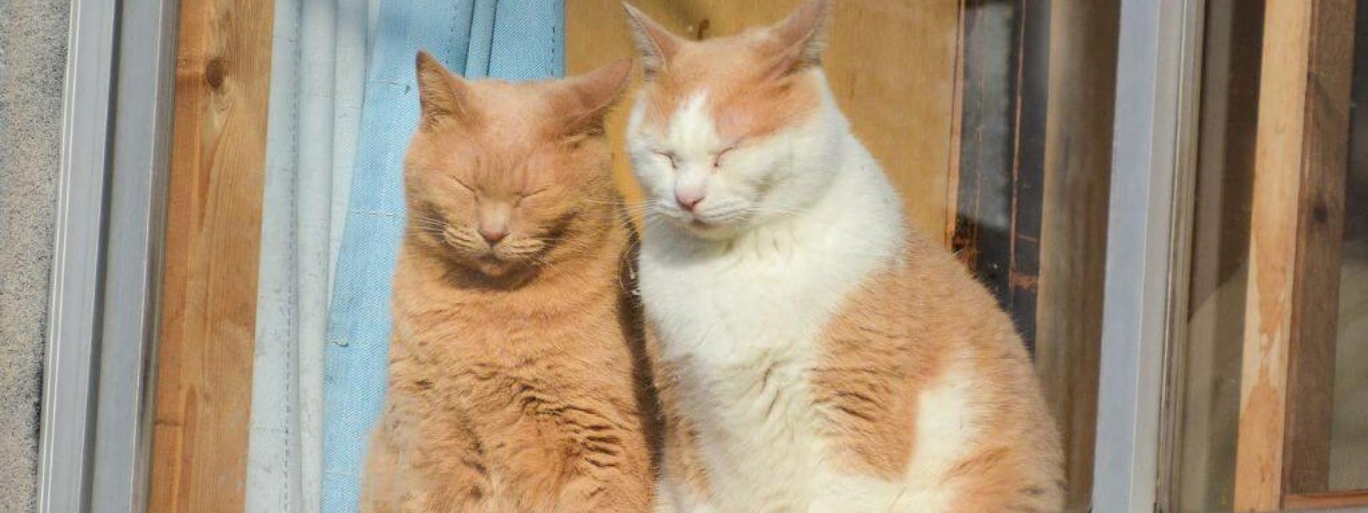 Two cats sitting together, looking out window