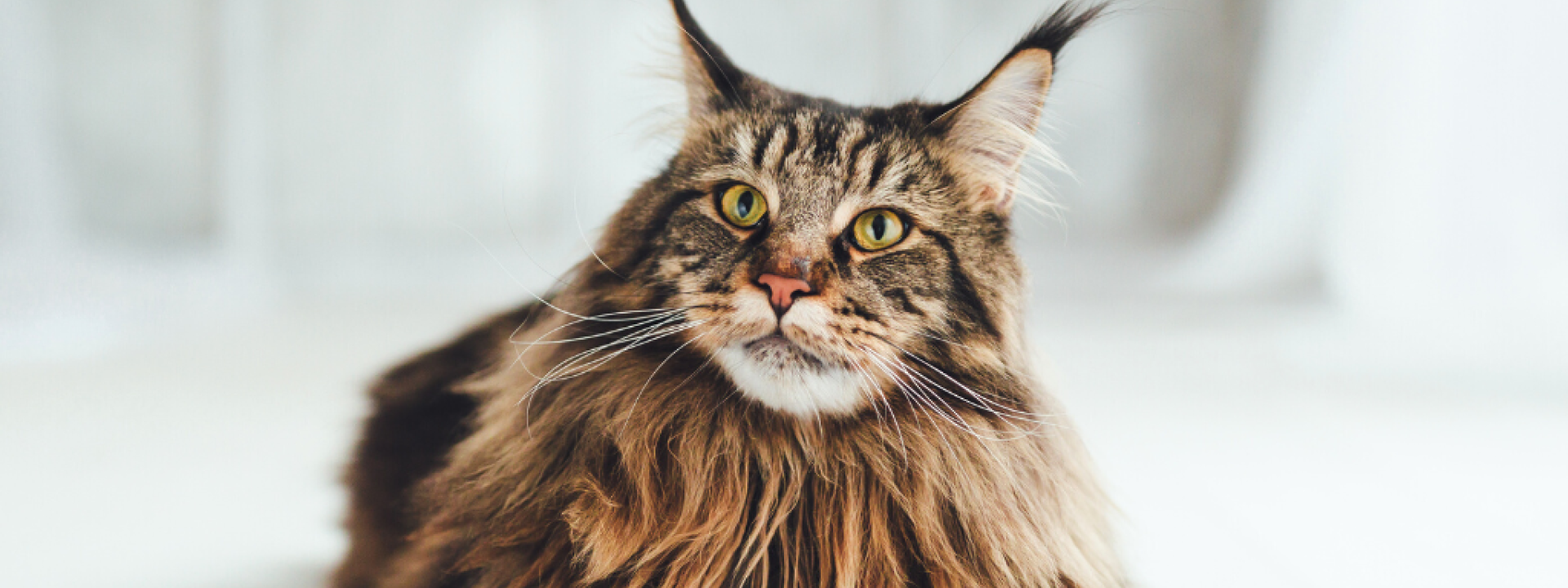 Maine coon cat on white background