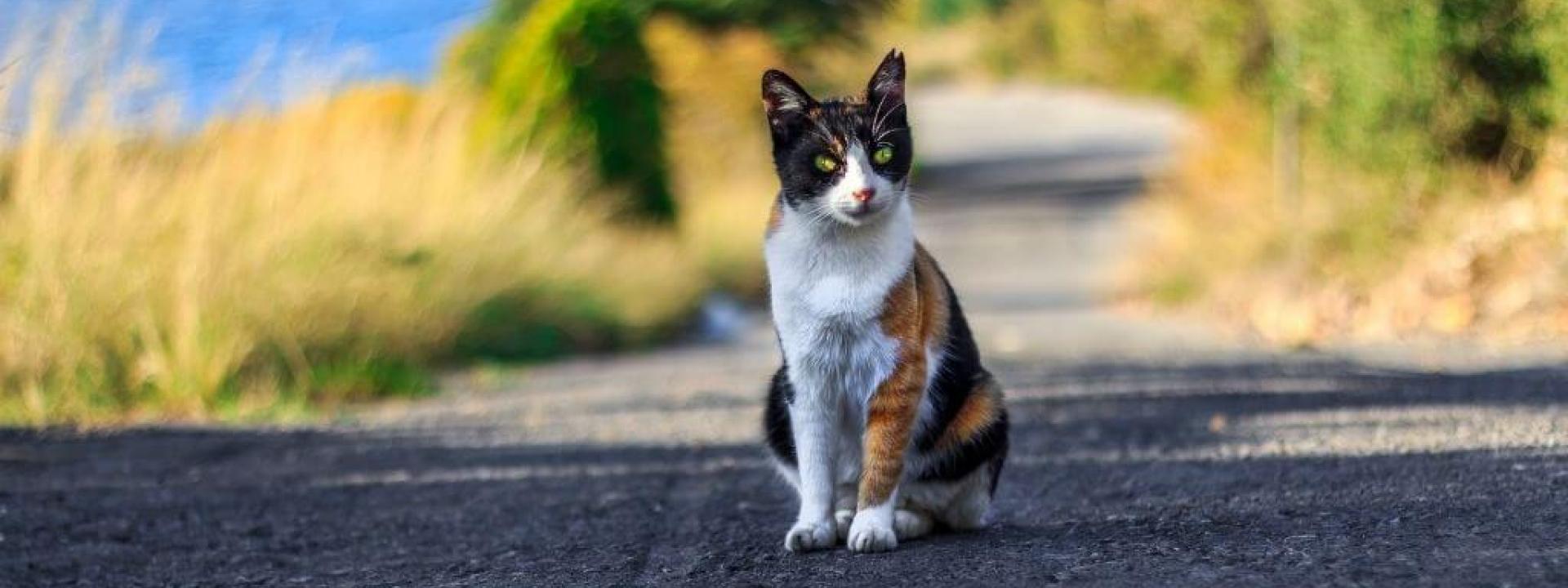 Stray cat sitting in the middle of a road